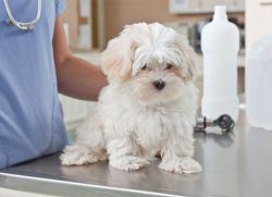 objawy i leczenie kleszczy podskórnych u psa1