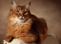 Subkutani buba u mačkama - liječenje1