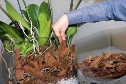 substrát pro phalaenopsis orchid