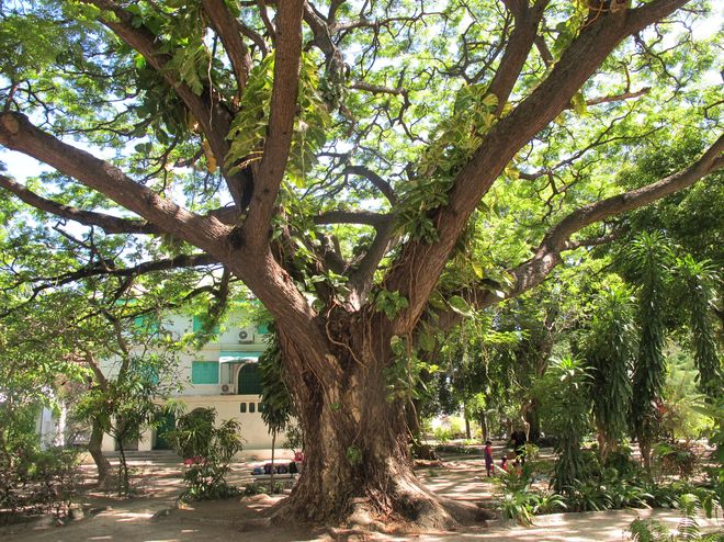 100-летнее дерево желаний в парке Султана, Мале