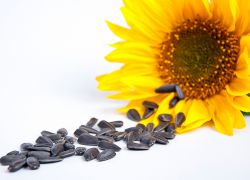obsah smažených slunečnicových semen