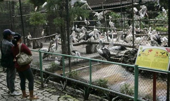 Зоопарк Surabaya's Zoo