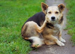 Simptomi kod pasa nakon ugriza krpelja1