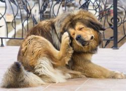 Симптомите на ухапване от кърлежи в куче1