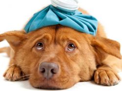 Симптоми на отравяне при кучета1
