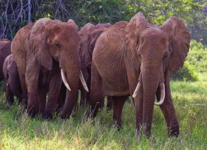 Красные слоны, обитающие в заповеднике