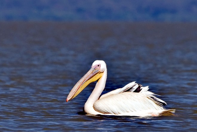 Пеликан с озера Тана