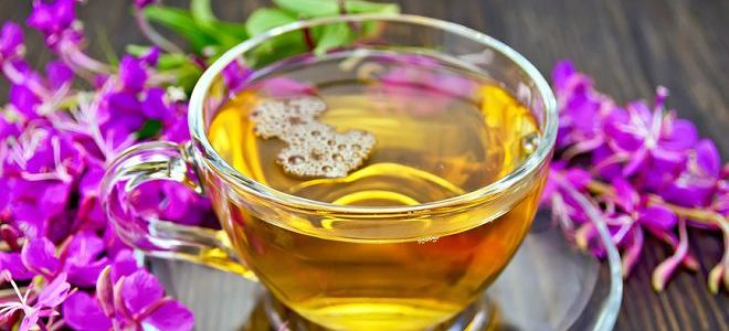 Kiprei Ivan Zdravilne učinkovine čaja