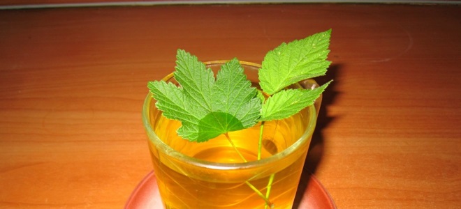 Kako koristen čaj iz malin listi