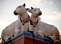 Священные белые коровы в Шри Мариамман
