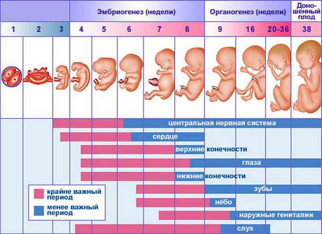 pogoji nosečnosti na ultrazvočni mizi