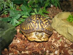 żółw terrarium