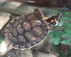 terarij za vodene kornjače