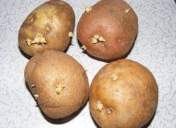 обработка на картофени клубени преди засаждане