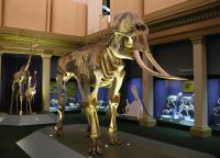 Скелет доисторического животного