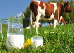 kravlje mlijeko i štetu