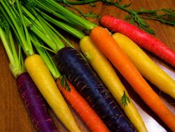 нови сортове моркови
