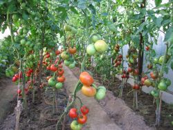 skleníkové rajčata