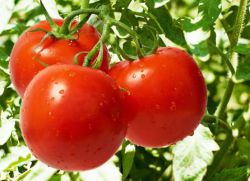 rajčice za najbolje ocjene tla