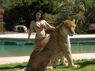 Največja mačka na svetu 1