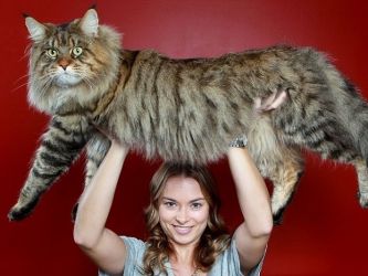 Največja mačka na svetu 3