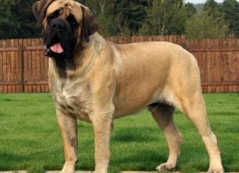 Най-големите кучета10