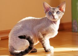 Кратка котка порода6