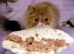 Мачка не једе ништа