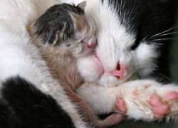 Mačka prvi put rodi - što učiniti1