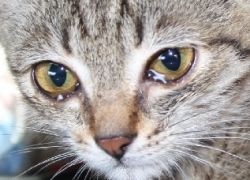 zakaj imajo mačke vodene oči