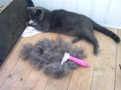 mačka ima puno vune