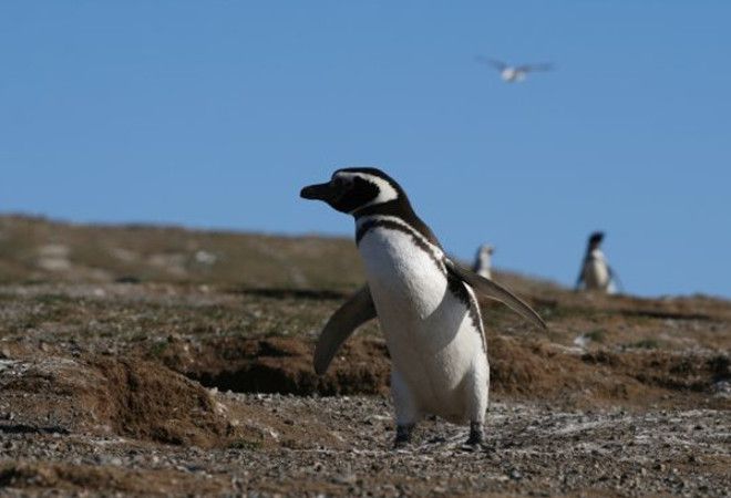 Взрослые пингвины