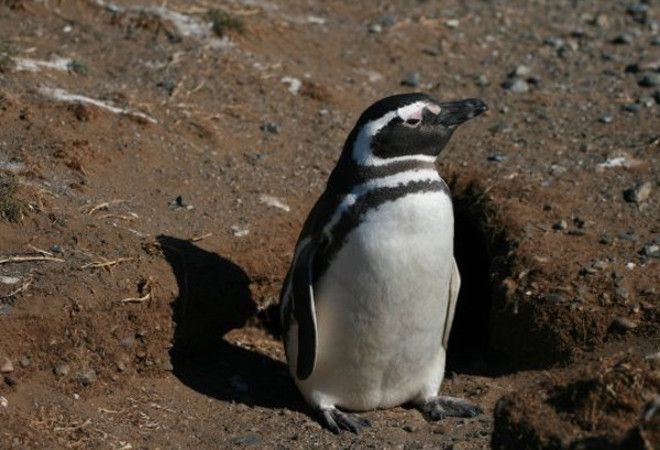 Детеныш пингвинов