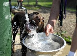 куче пие много вода cause1