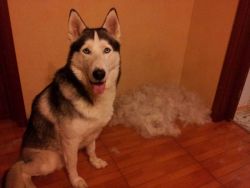 zašto pas ima vunu