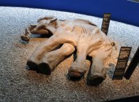 Скелет детеныша мамонта, которому насчитывается более 30 тысяч лет
