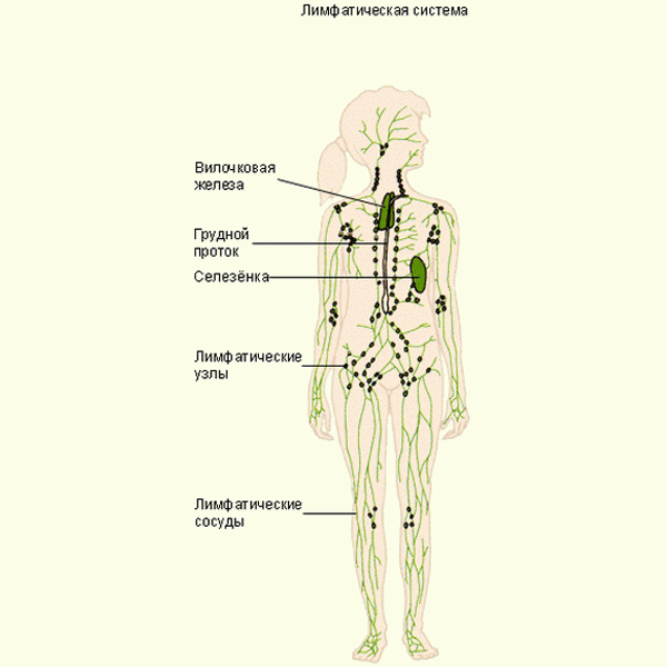 funkce lidského lymfatického systému