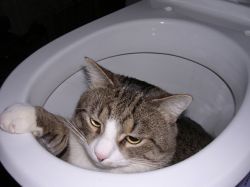 Kociak ma biegunkę, co zrobić1