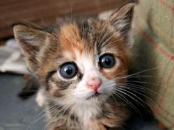 Kittenovy oči se rozplynuly