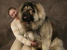 највећи пас