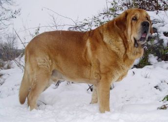 Највећи пас на свету4