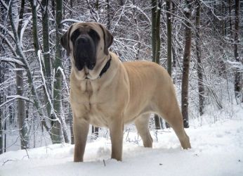 Највећи пас на свету5