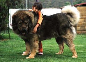 Największy pies na świecie3