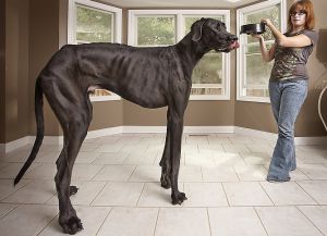 Największy pies na świecie5