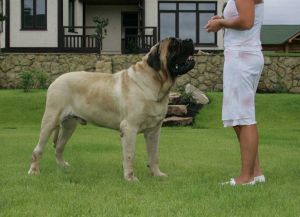 Največji pes na svetu6
