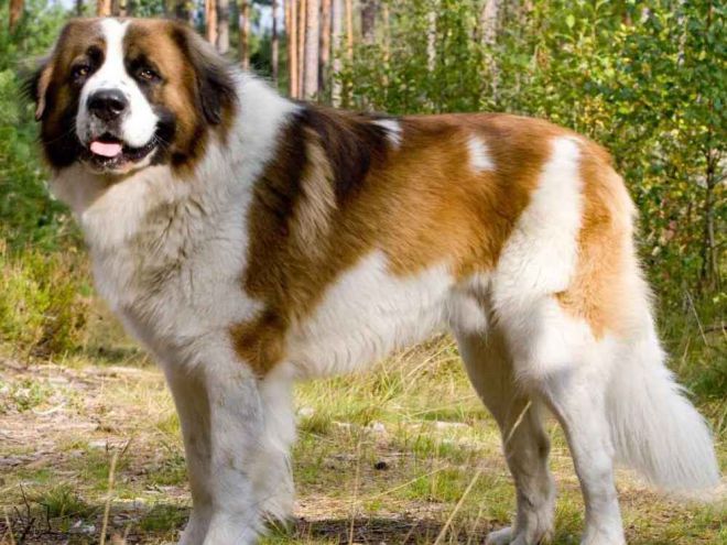 največji pes na svetu 10