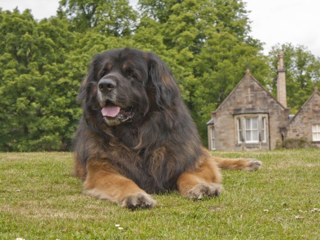 највећи пас на свету 2