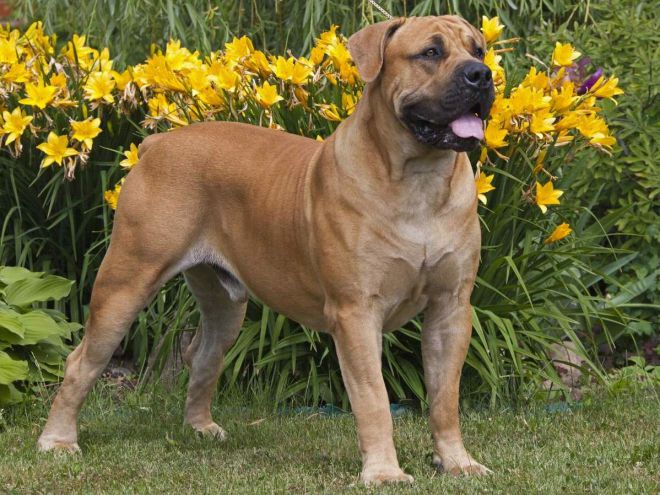 највећи пас на свету 4