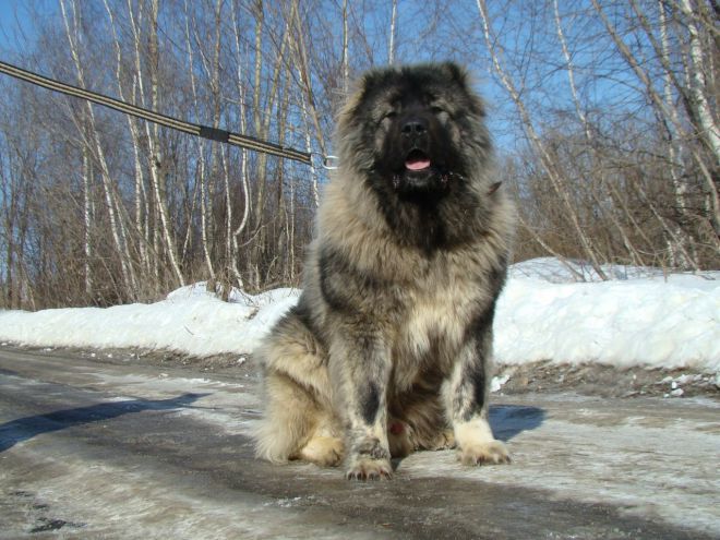 največji pes na svetu 5