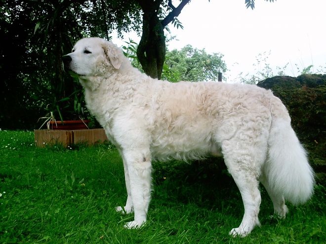 największy pies na świecie 6